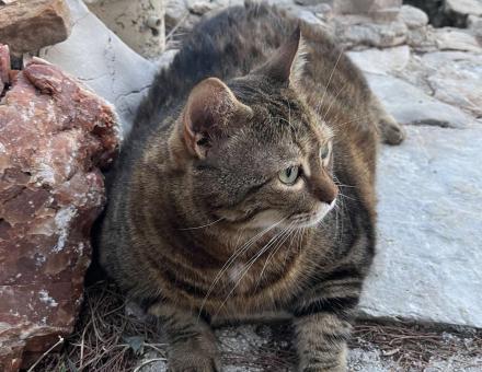 Naj debelejši muc Kuki