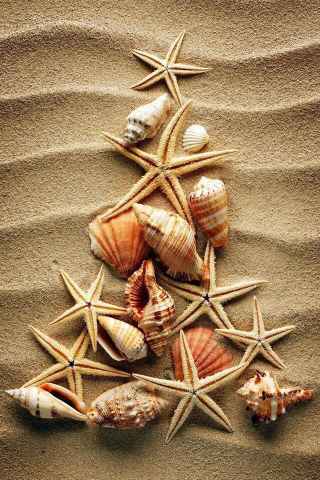 Morska novo letna jelka