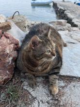 Naj debelejši muc Kuki