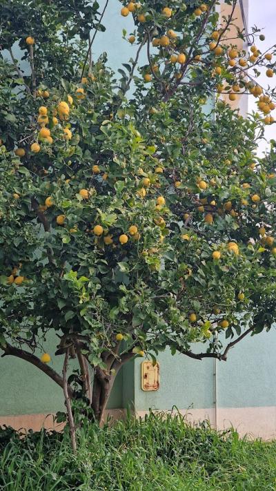 Limonovec v zavetju bogato rodi