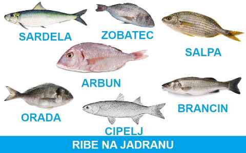 Ribe jadrana